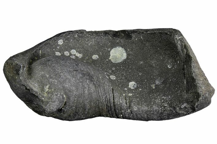 Fossil Whale Ear Bone - Miocene #177748